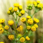 Starzec zwyczajny – „chwast” z żółtymi kwiatami